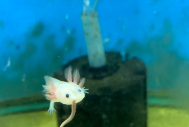 axolotl adoption