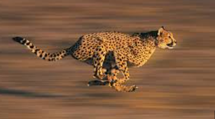 how fast is a jaguar