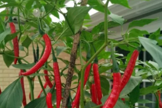 penosia chili