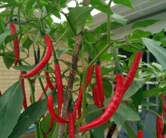 penosia chili