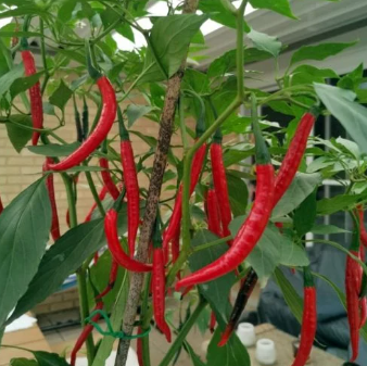 penosia chili